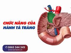 Đại Tràng Nằm Ở Đâu Trong Cơ Thể Người